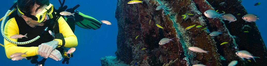 Artificial reefs breathe new life into ecosystems