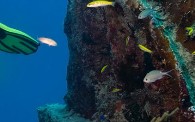 Artificial reefs breathe new life into ecosystems