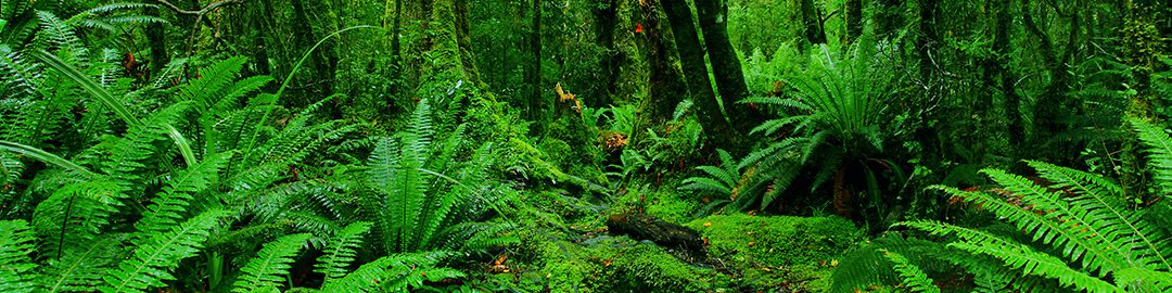 Shedding light on vegetation dynamics